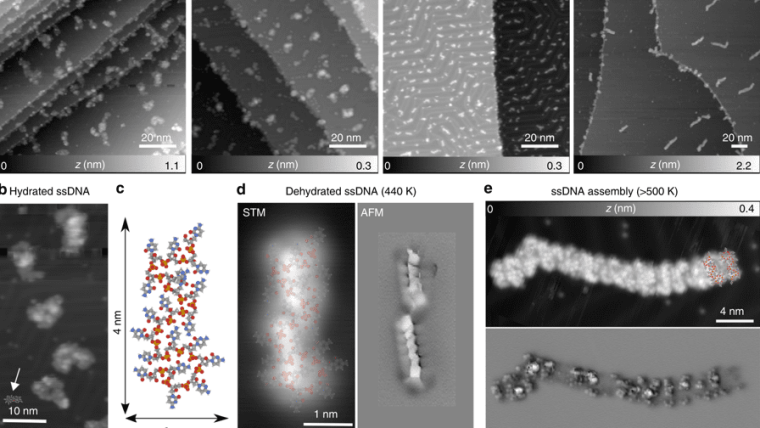 ssDNA morphologies as a function of Au(111) annealing temperature.