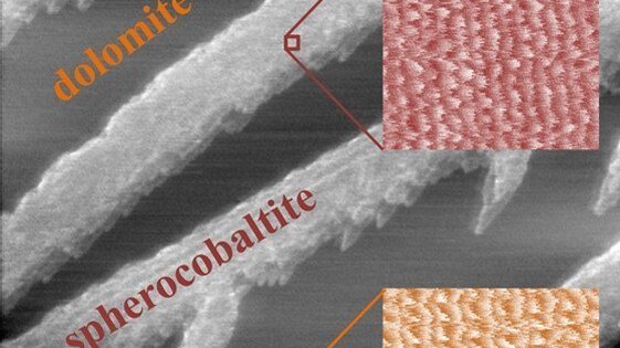 AFM lateral force image